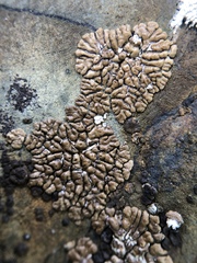 Acarospora bullata
