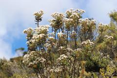 Olearia allomii