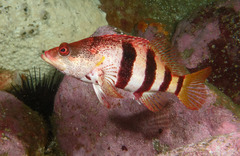 Hypoplectrodes nigroruber