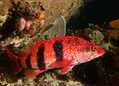 Hypoplectrodes nigroruber