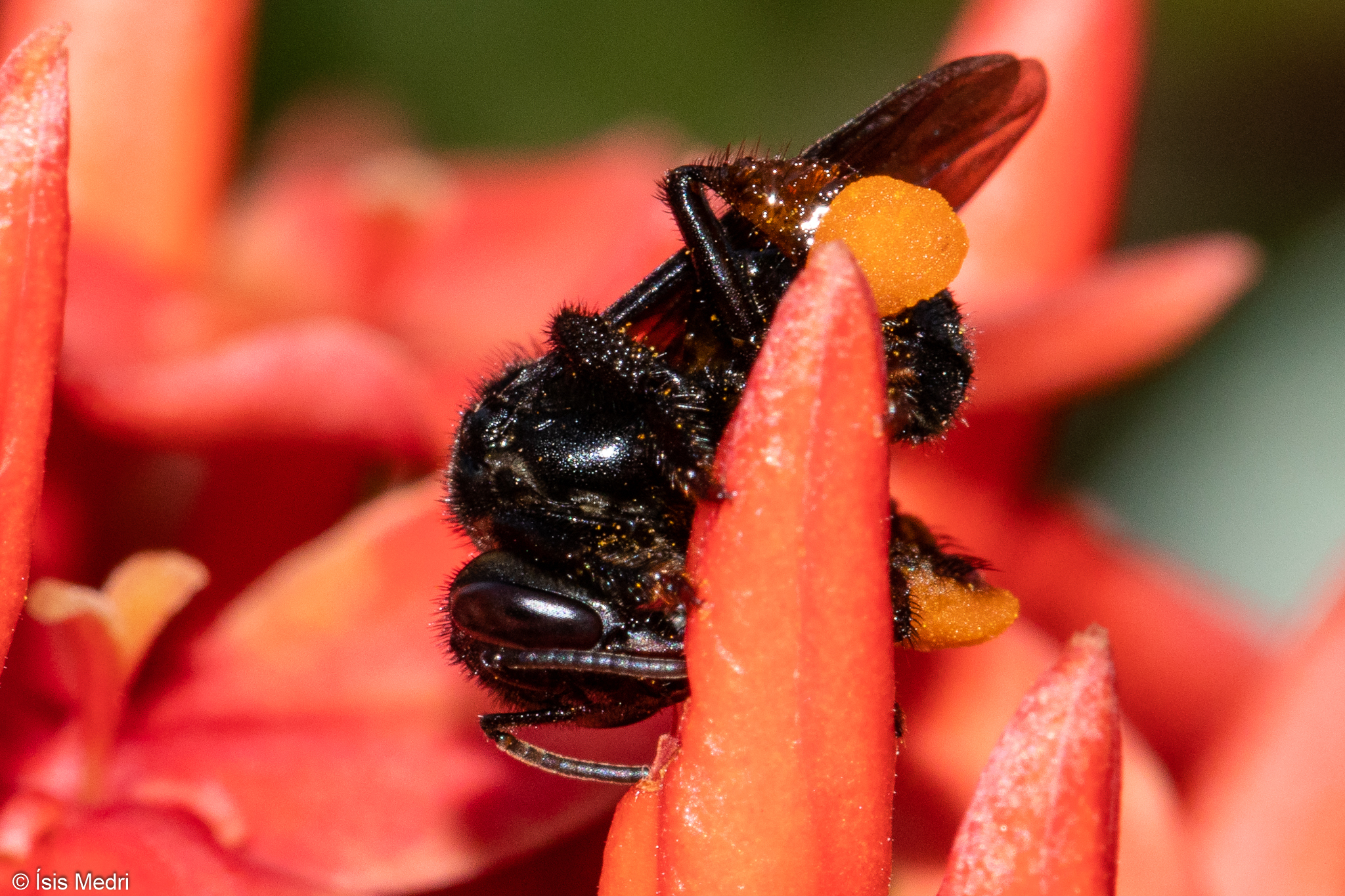 Abelhas sem ferrão: Irapuã (Trigona spinipes)