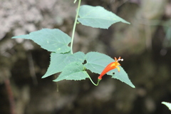 Siphocampylus baccae