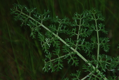 Ferula tingitana