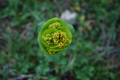Smyrnium perfoliatum rotundifolium