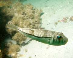 Torquigener pleurogramma