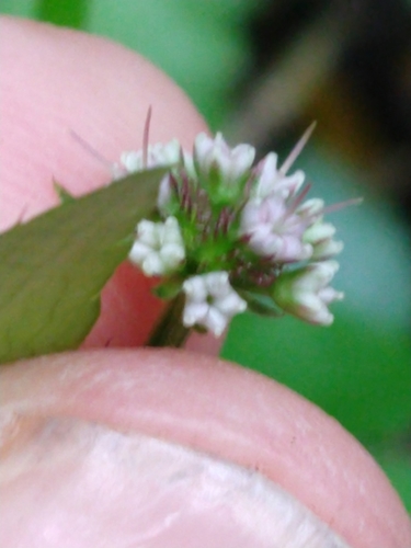 Sanicula elata