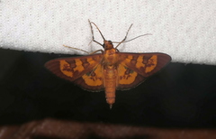 Prenesta scyllalis