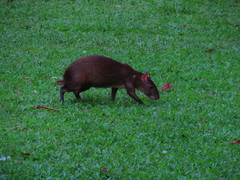 Dasyprocta variegata