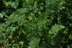Daucus carota sativus