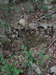 Dactylorhiza saccifera
