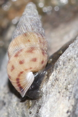 Cochlostoma septemspirale