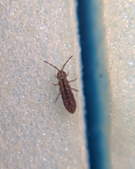 Isotomurus maculatus