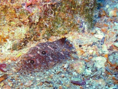 Samariscus triocellatus