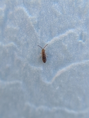 Isotomurus pseudopalustris