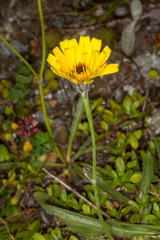 Tolpis staticifolia