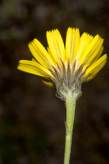 Tolpis staticifolia