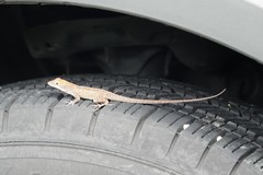 Anolis sagrei