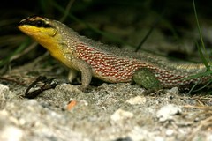 Leiocephalus personatus