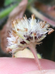 Felicia cymbalariae