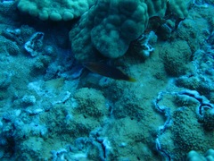 Pseudocheilinus octotaenia