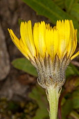 Tolpis staticifolia