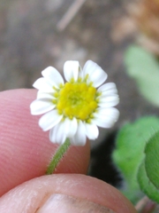 Felicia cymbalariae
