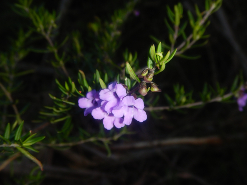 Prostanthera scutellarioides, photograph 6
