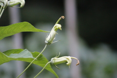 Siphocampylus umbellatus