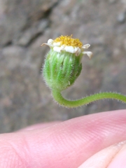 Felicia cymbalariae