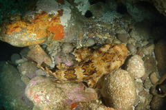 Orectolobus halei