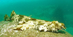 Orectolobus halei