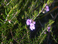 Prostanthera scutellarioides, photograph (c) Bryce Watts-Parker, some rights reserved (CC BY)