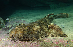 Orectolobus halei