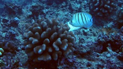 Chaetodon multicinctus