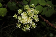 Lecokia cretica