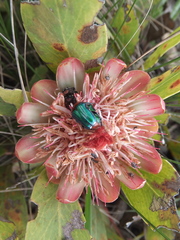 Leucocelis haemorrhoidalis