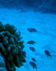 Pycnochromis vanderbilti