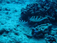 Canthigaster coronata