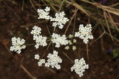 Scaligeria napiformis