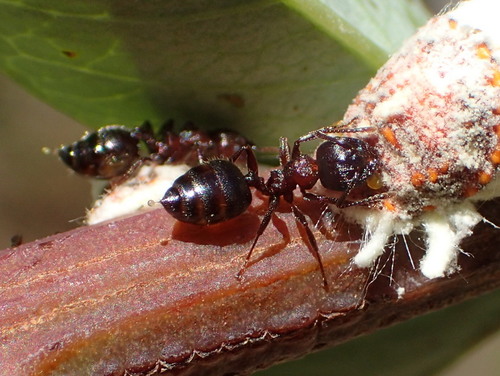 Crematogaster delagoensisCrematogaster delagoensis