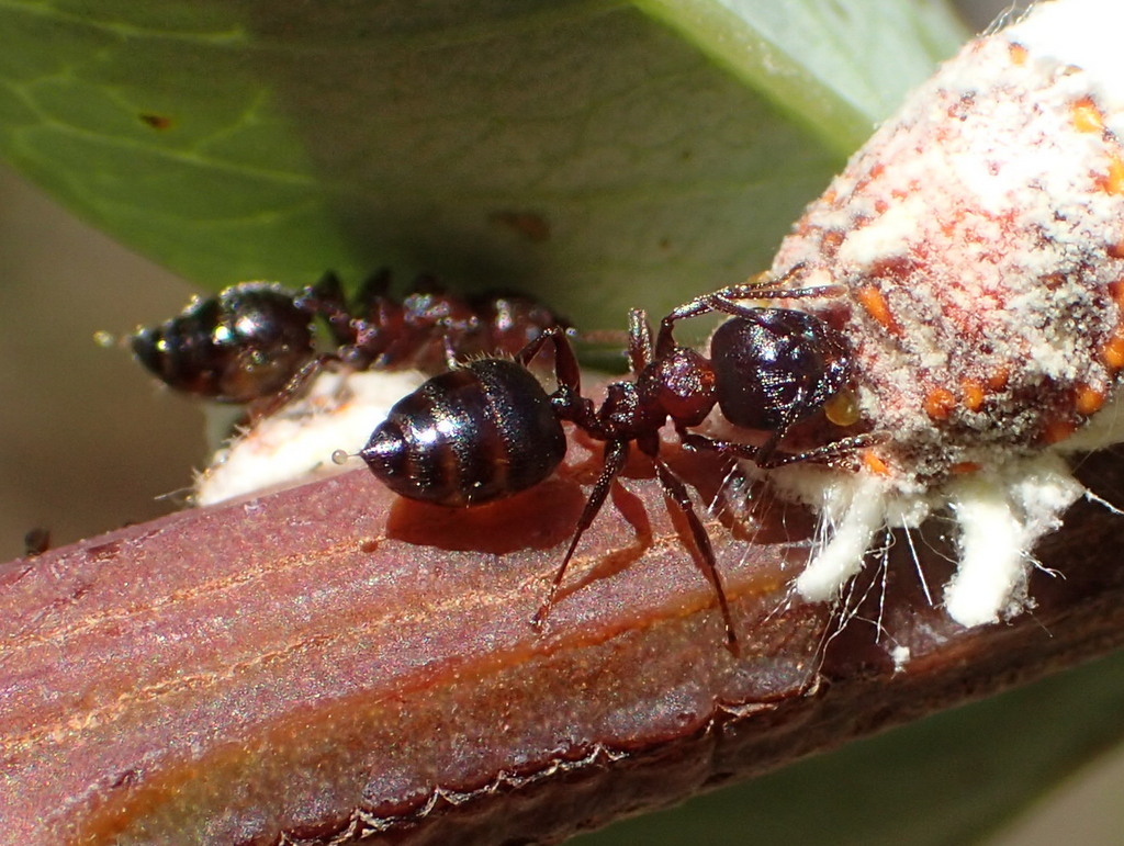 Crematogaster delagoensis merwei