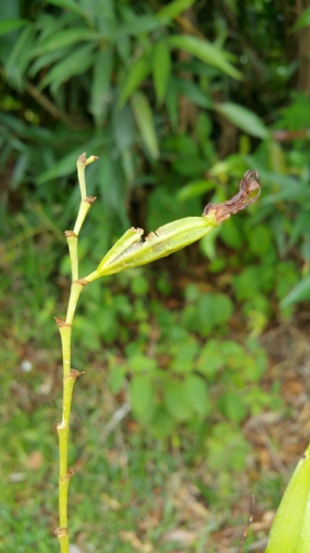 Oeoniella
