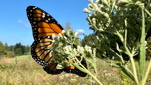 Monarch Butterfly