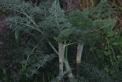 Ferula glauca