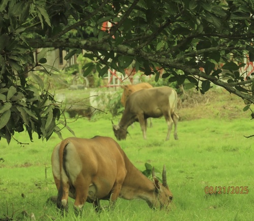 Bos javanicus