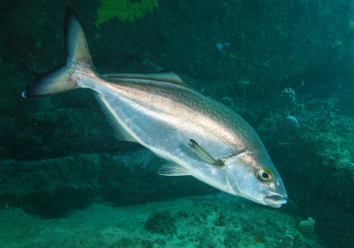 Bastard trumpeter (Latridopsis forsteri) — Latridae — 3