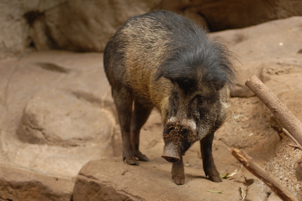 Boars and Warty Pigs