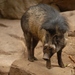 Boars and Warty Pigs - Photo (c) Josh More, some rights reserved (CC BY-NC-ND)