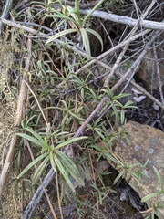 Diplacus × australis
