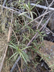 Diplacus × australis